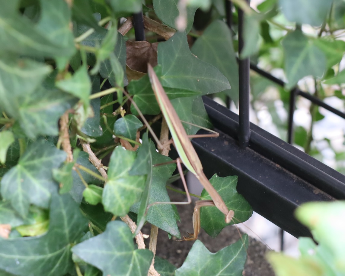 オオカマキリ♂_自宅の庭_2023年9月28日9時 気温25度